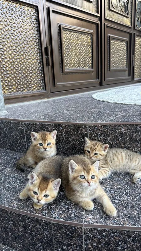 Продается миленькие котята 6 Продается миленькие котята 6