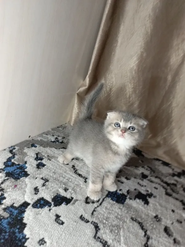 Вислоухие котята — фото 3