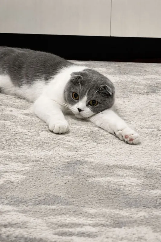 scottish fold 6 oylik 1 scottish fold 6 oylik 1