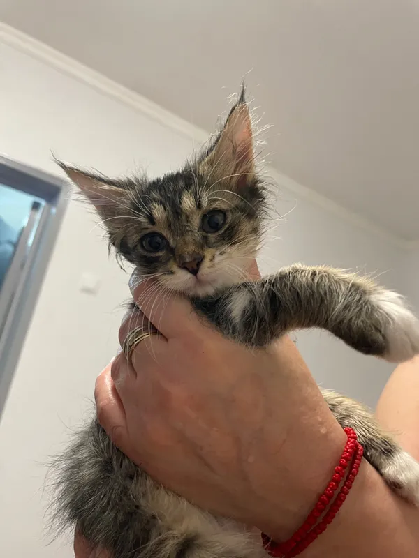 Котята бесплатно! 3