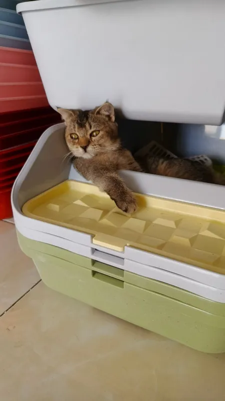 Продается кошечка Продается кошечка