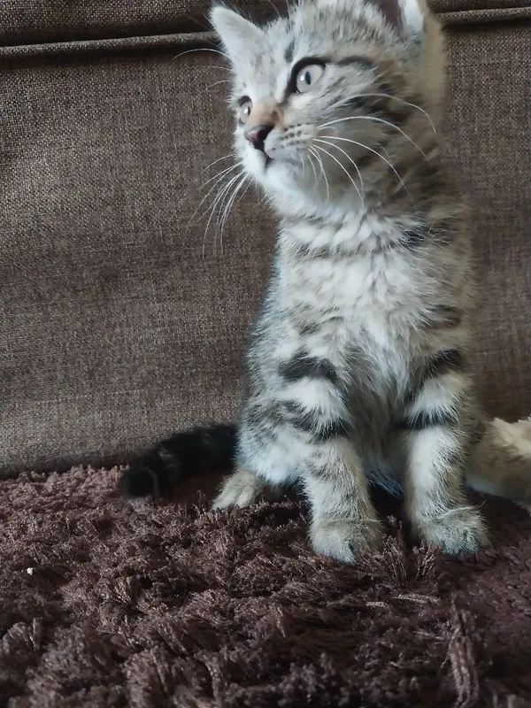 2 oylik mushukchalar sotiladi. Продаются котенки 2 месячные. — фото 2