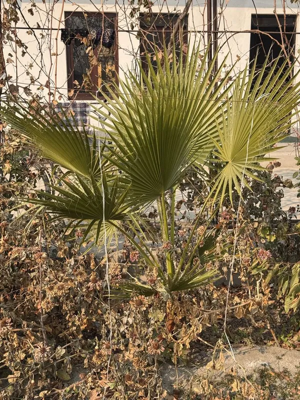 Gul sotiladi boyi 180 sm 2yillik gul — фото 1