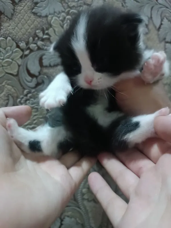 Вислоухие котята — фото 4
