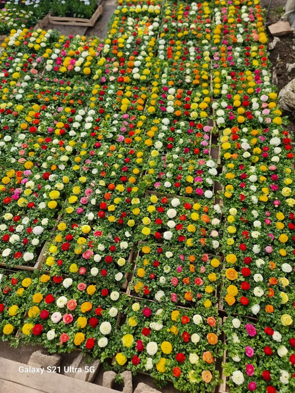 Ranunculus Lutik 1 Ranunculus Lutik 1