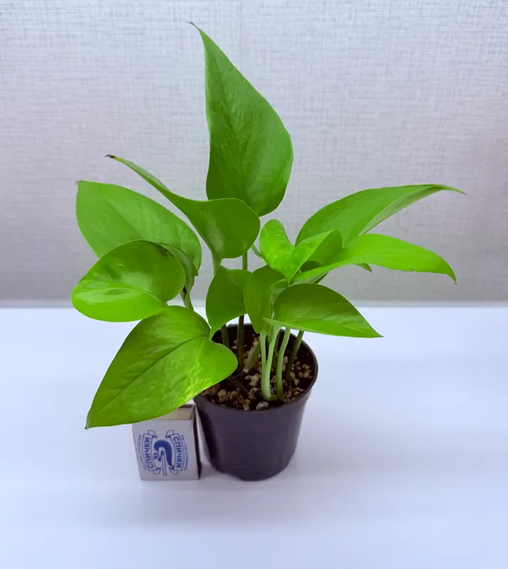 Epipremnum, xonaki o‘simliklar 2