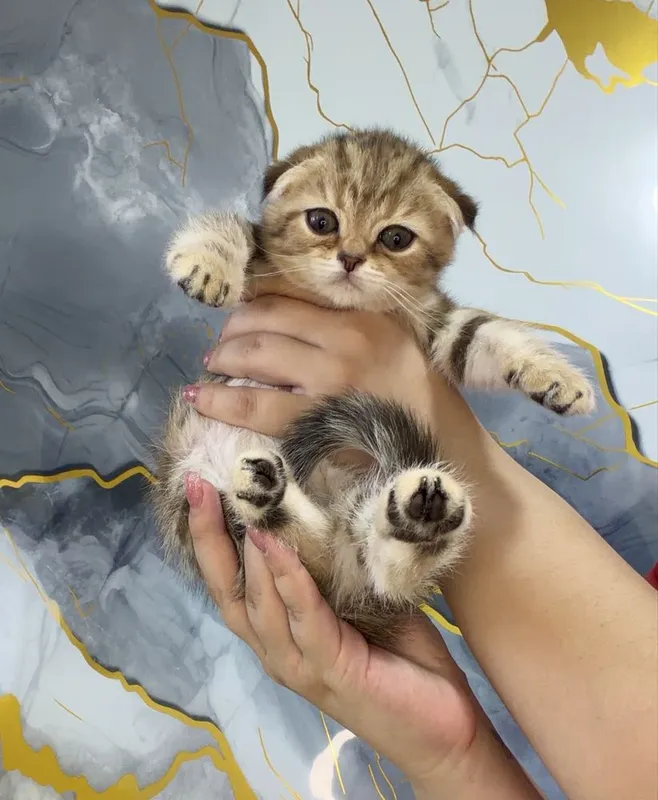 Scottish fold tabby продается Scottish fold tabby продается