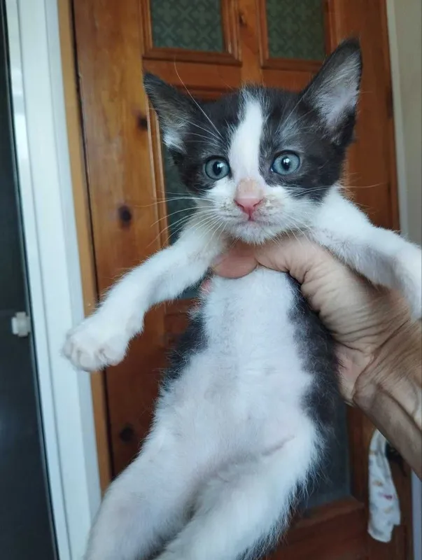 Котята в добрые руки 3 Котята в добрые руки 3