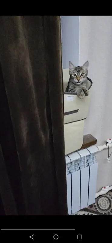 Котёнок в добрую и любящую кошек семью 2