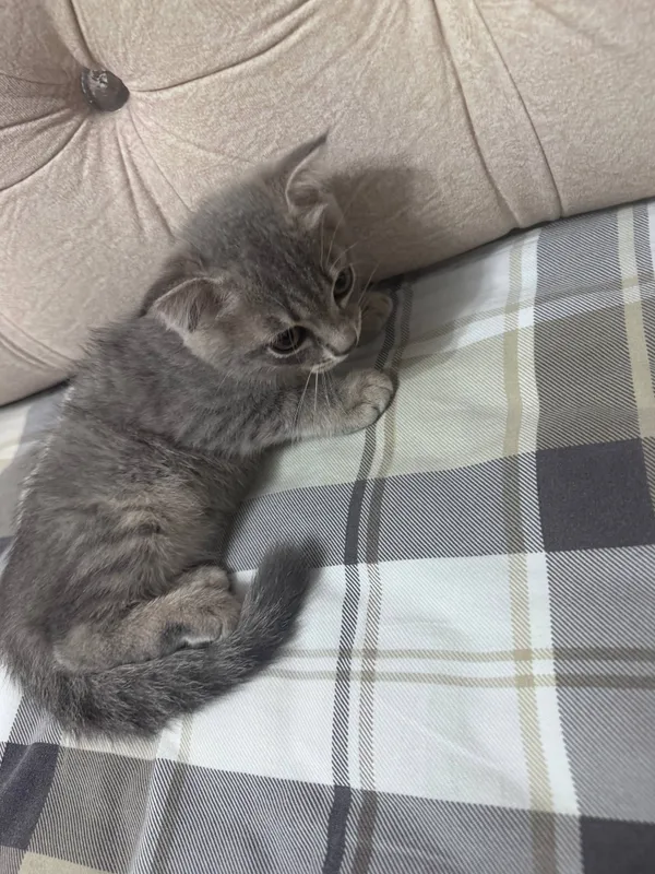 котёнок Scottish straight 2