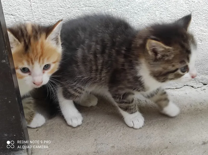 Котята очень красивые, особенно глазки