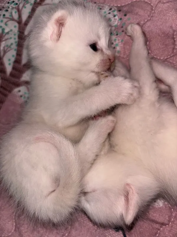 Милый котёнок ищет заботливый д — фото 1