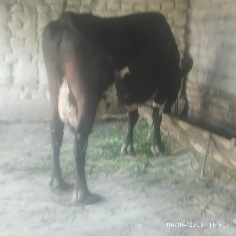 Uy hayvonlari dehqonchilik 4 Uy hayvonlari dehqonchilik 4
