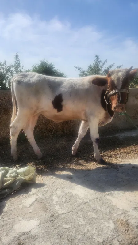 Buqacha sotiladi