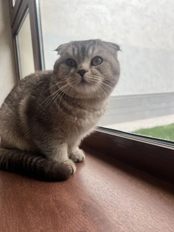 кот на продажу хороший дамасский