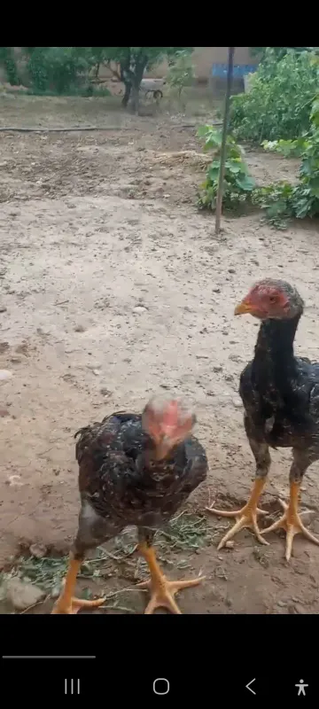 Tovuqlar.Kurkalar.Induvutkalar.O'rdaklar.G'ozlar