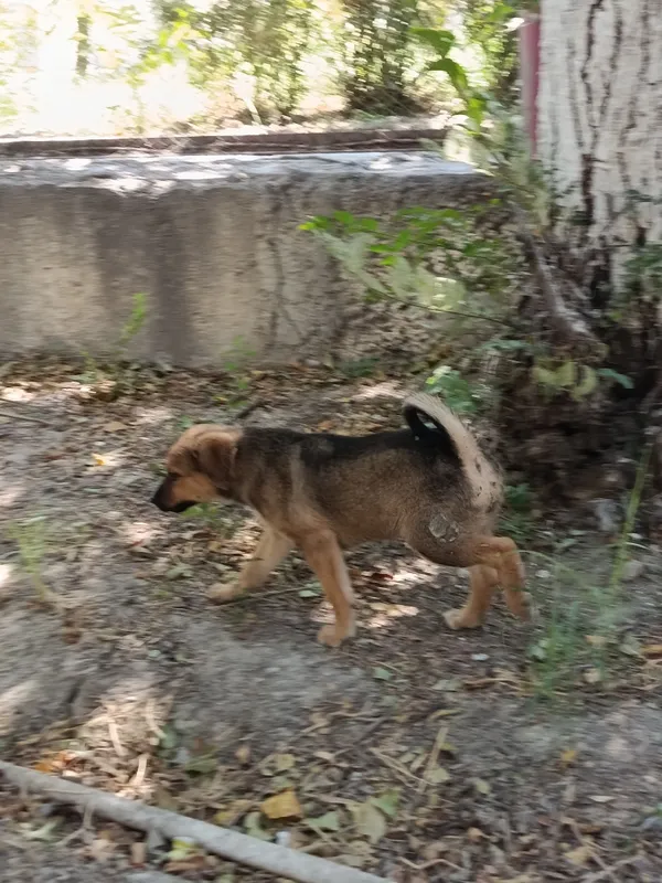 Kuchuk bolalari tekinga beriladi 1