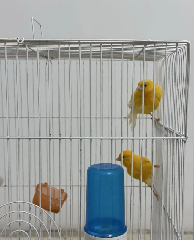 Продаются канарейки 2 Продаются канарейки 2