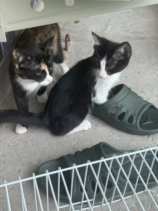 Отдам котят бесплатно 5