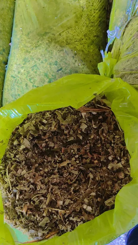 Makka senaj sotiladi