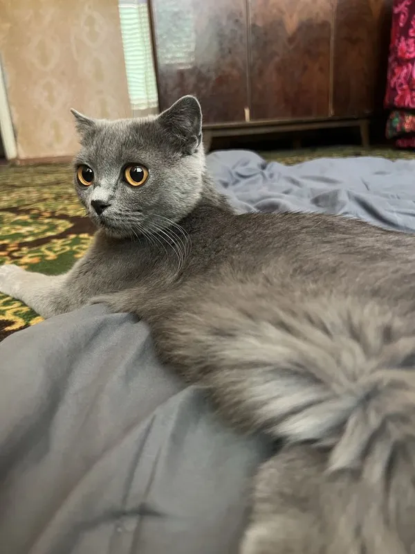 Продаються котята 5 Продаються котята 5