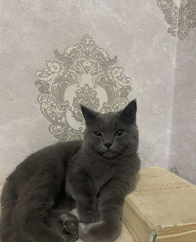 Mushuk sotiladi narxini kelishamiz 2