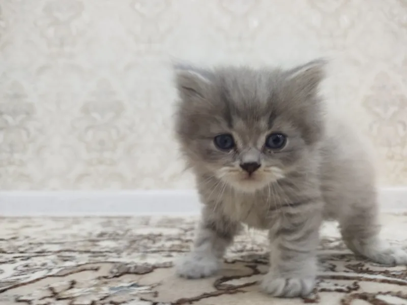 котята 2 котята 2