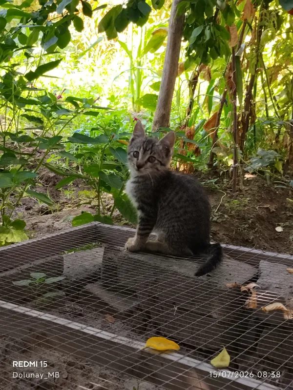 Котёнок 2 Котёнок 2