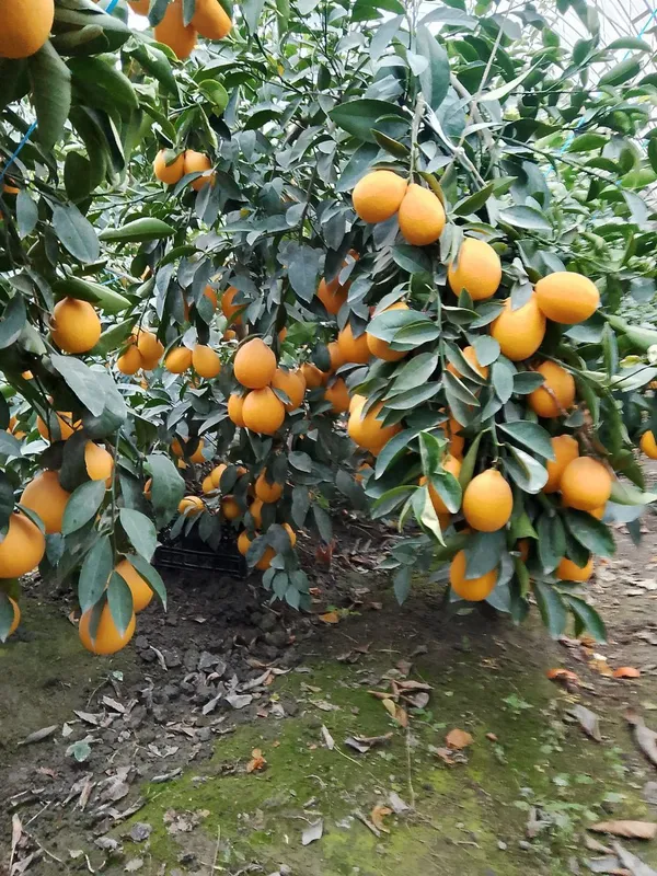 Limon kuchatlari