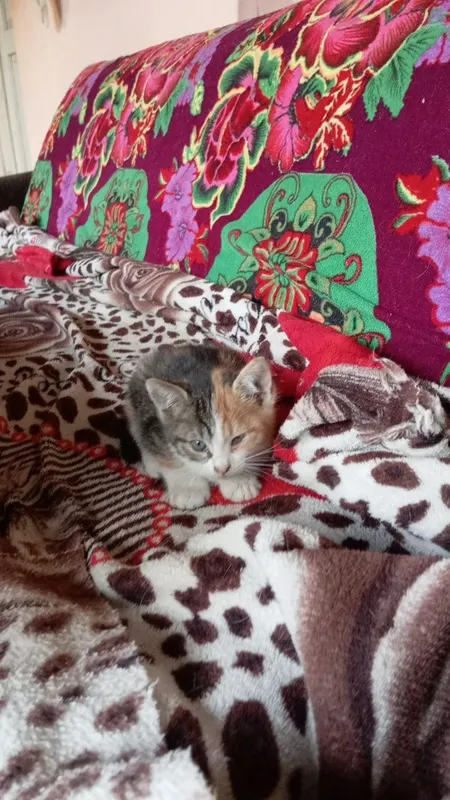 котята даром в добрые руки котята даром в добрые руки