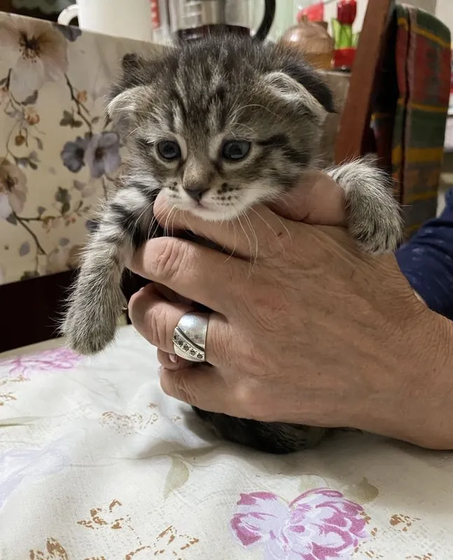 Котята Страйк Висло ушки смешиные 2
