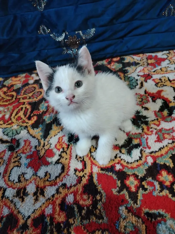 Oq mushuk zotdor 2 oylik erkak
