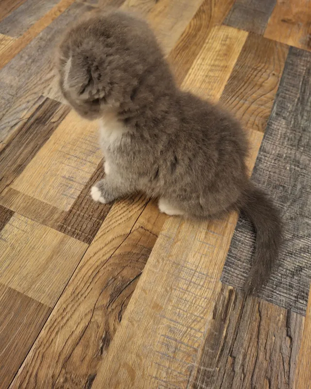 Кошка породистая