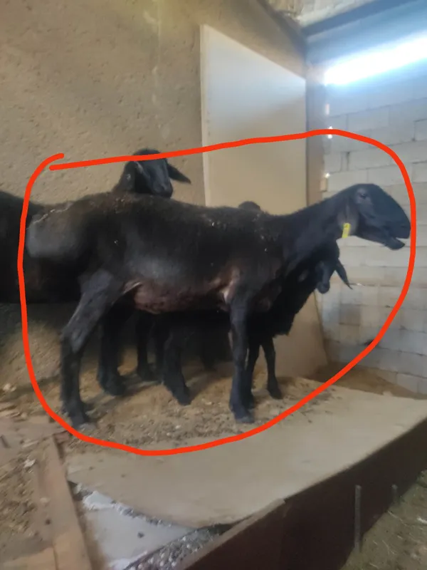 Ona bola quy sotiladi 2