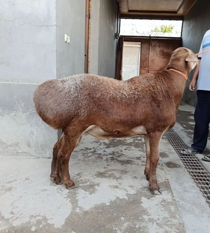 Arashan qo'chqor sotiladi 4 Arashan qo'chqor sotiladi 4