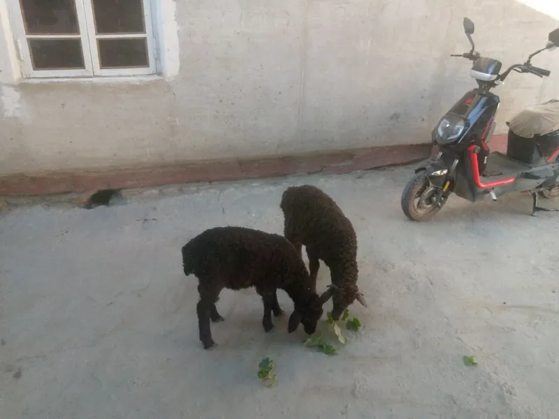 Egizak barra sotiladi 2