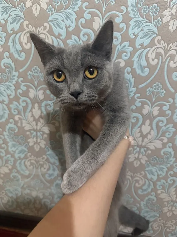 Скотш страйт девочка — фото 1