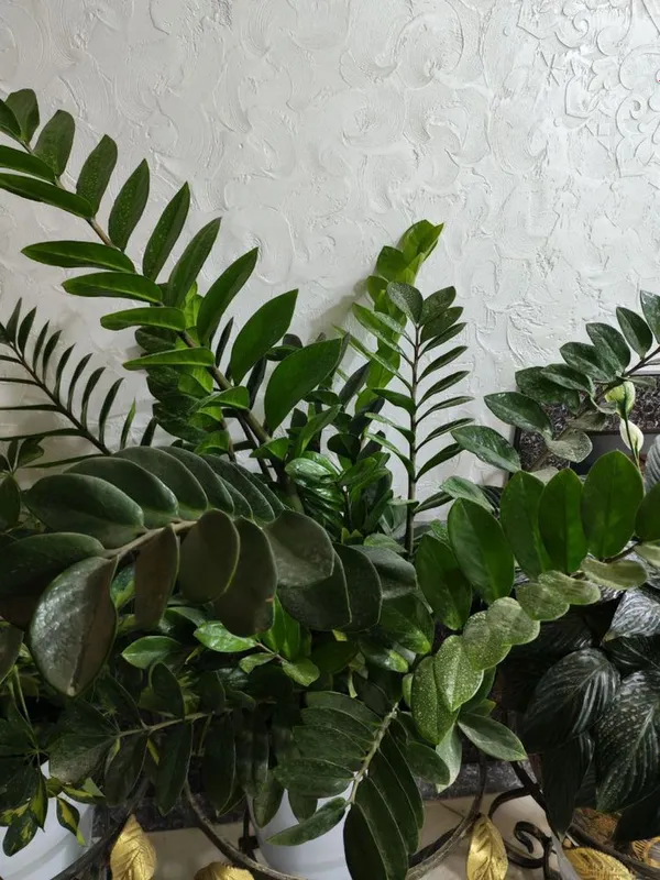 Gullar sotiladi. Hammasi sog’lom. — фото 7