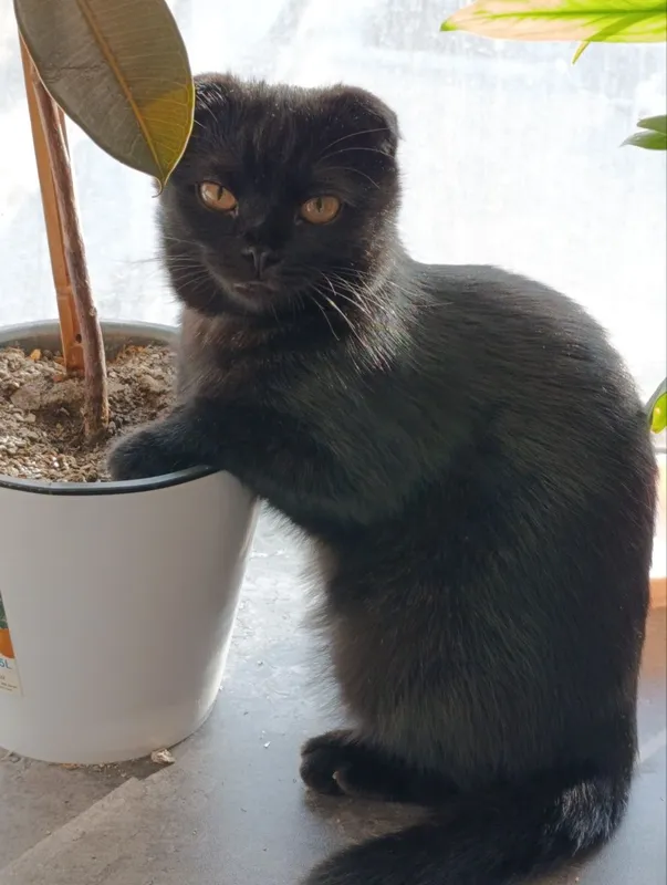 Скотиш фолд смешанные в руки 8