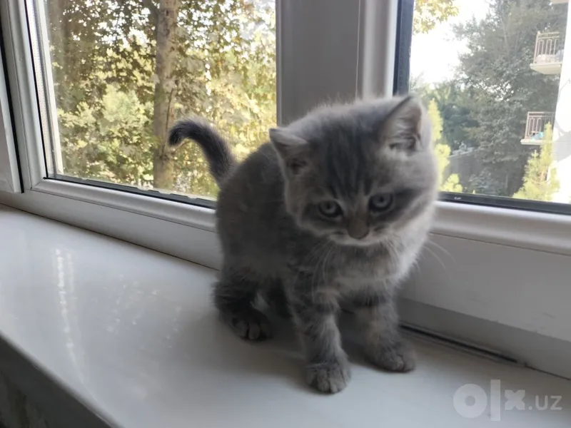 Продаётся котёнок. 5 Продаётся котёнок. 5