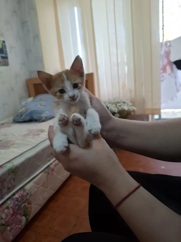 Отдам котят в добрые руки 5 Отдам котят в добрые руки 5