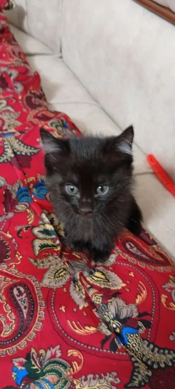 Котята 1 Котята 1