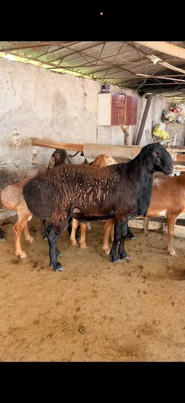 Кочкор наслли сотилади 4 Кочкор наслли сотилади 4