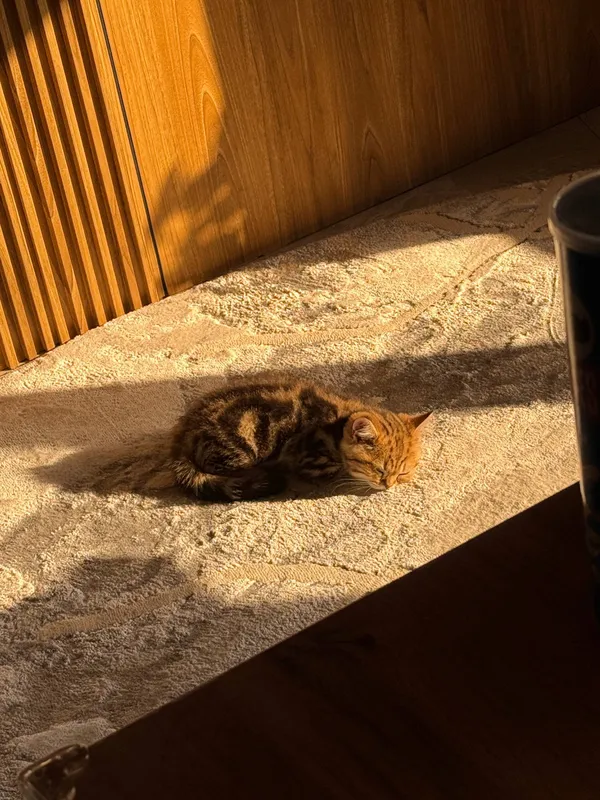 Котёнок британец 3 Котёнок британец 3