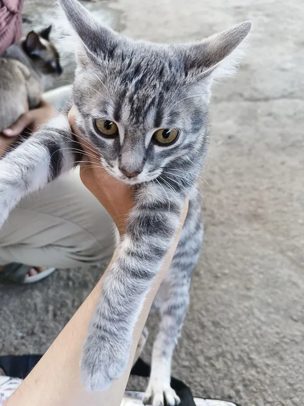 Кот American Shorthair