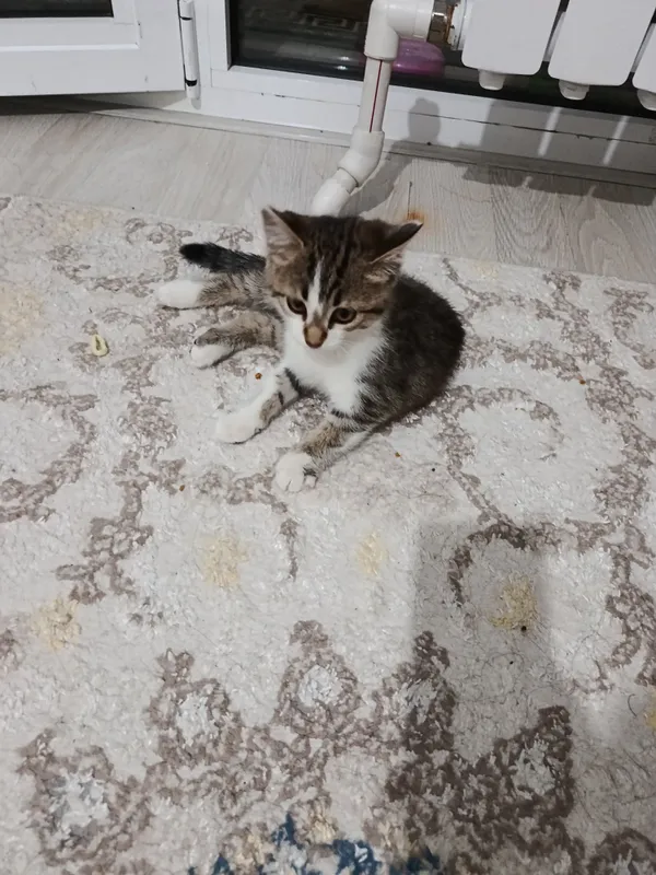 Котёнок а самые добрые руки — фото 2