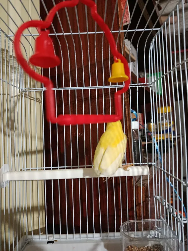 Канарейка 1 ойлик 3