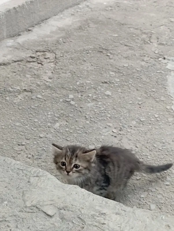 Mushuk bolasi sotiladi 1 Mushuk bolasi sotiladi 1