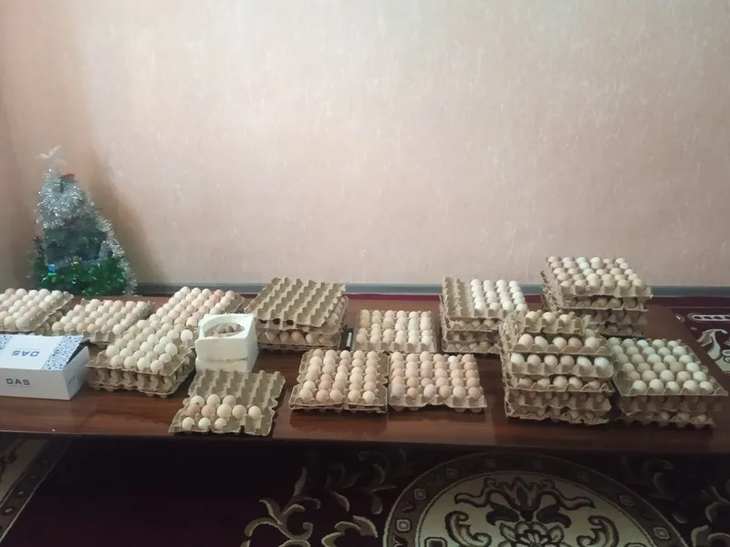 Инкуботорга куйиб жужа очириш учун — фото 1