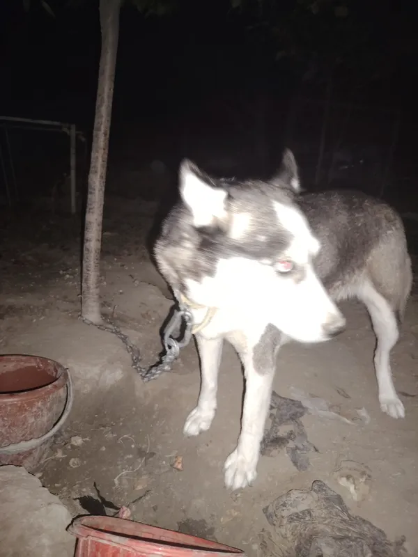 HASKI KUCHUK NOMI GERDA AYOL 2YOSH 3 HASKI KUCHUK NOMI GERDA AYOL 2YOSH 3